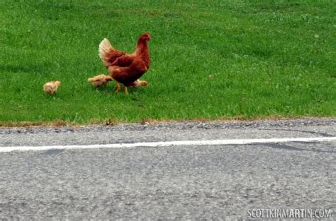 Descubre el Exclusivo Juego de Casino Chicken Road en España in Spain